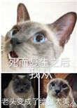 死而复生之后我从老头变成了绝世大美人讲的是什么