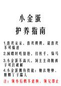 小金蛋养护直男