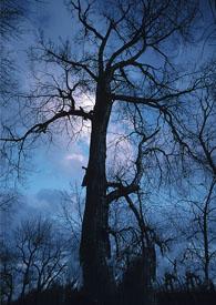 我和精灵公主签订婚约了我该怎么办