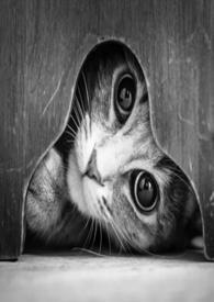 猫的报恩是谁的作品