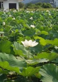 花神(下)