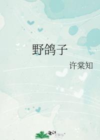 野鸽子电视剧剧情介绍