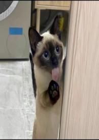 慢慢喜欢你(伪,1v2)